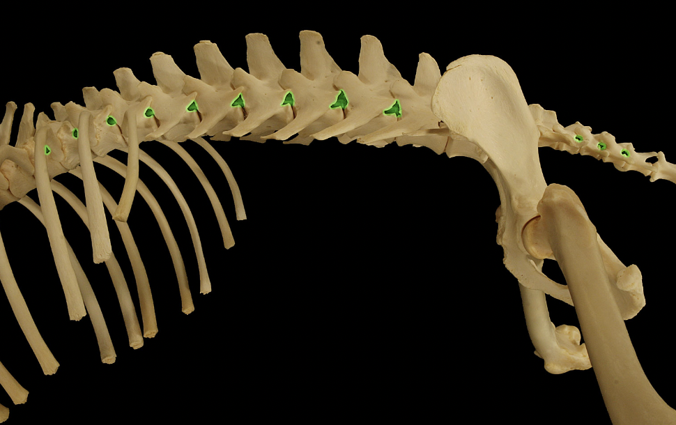 <p>Intervertebral foramina</p>