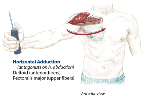 <p>Deltoid (anterior fibers), pectoralis major (upper fibers)</p>