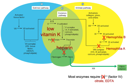 <p>inhibits the activity of thrombin, inhibiting clotting.</p>