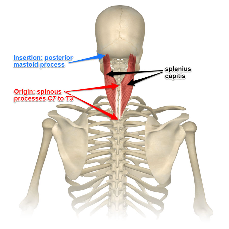 <p>O: Spinous process of inferior cervical &amp; superior thoracic vertebra</p><p>I: Mastoid process, occipital bone, superior cervical vertebra</p><p>A: B/l- Extend neck, 1- Laterally flexes &amp; rotates neck to same side</p>