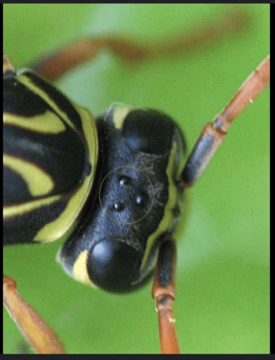 <p>Simple eyes that detect light intensity and aid in maintaining equilibrium; not image-forming.</p>