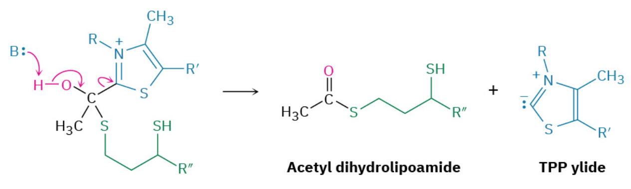<p><span>The product of the HETPP reaction with lipoamide is a hemithioacetal, which eliminates thiamin diphosphate ylide. This elimination is the reverse of the ketone addition in </span><strong><span>step 1</span></strong><span> and generates acetyl dihydrolipoamide.</span></p>
