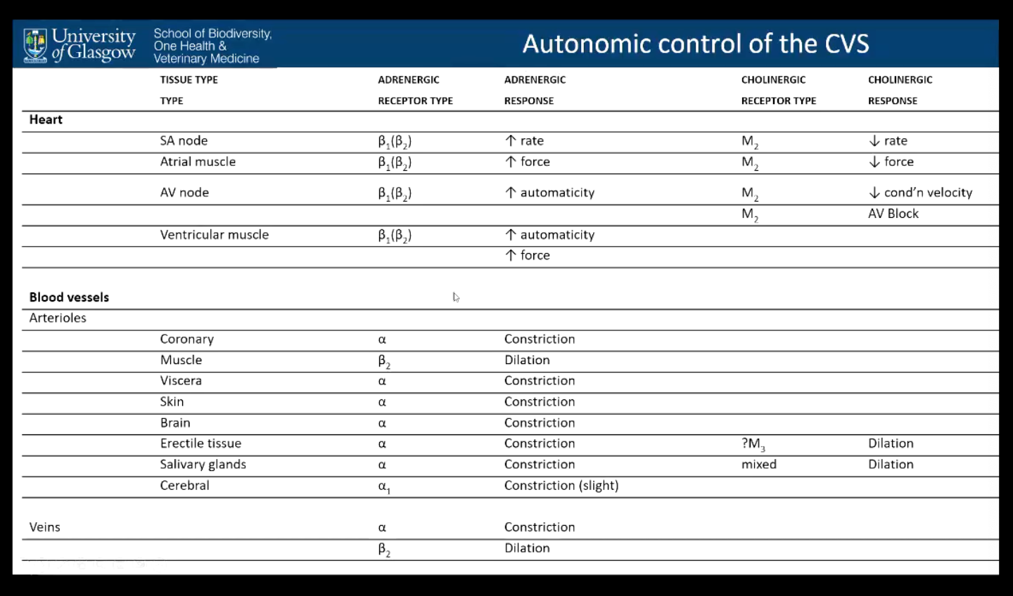 <p><u>Autonomic Nervous system</u> - governs control of the cardiovascular system</p><ul><li><p><strong>Sympathetic - adrenergic</strong></p></li><li><p><strong>Parasympathetic - cholinergic</strong></p></li></ul><p></p><p><strong>Heart</strong> - primarily concerned with <em>B-</em>receptors (Increase in rate, force, automaticity) and <em>M</em> receptors (reduction in rate, force, velocity)</p><p><strong>Vasculature</strong> - autonomic control via sympathetic (a and B receptors), little influence by parasympathetic nervous system on the smooth muscle</p><ul><li><p>a receptors - constrict</p></li><li><p>B receptors - dilate</p></li><li><p>**All tissues have both receptors, dominant type is shown in the table</p></li></ul><p></p>