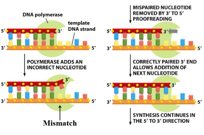 <p>3’ to 5’ exonuclease activity done by DNA polymerase</p><p>if a wrong nucleotide is placed during synthesis (5’ to 3’), polymerase removes it (3’ to 5’) and replaces it with the correct nucleotide (5’ to 3’)</p><p>is made possible by 5’ to 3’ synthesis</p>