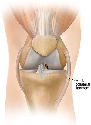 <p>inside of knee</p>