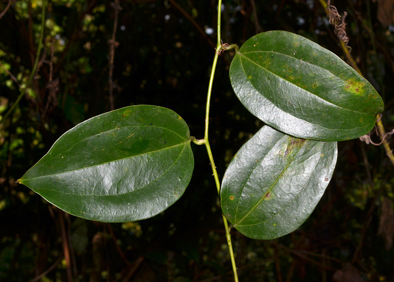 <p>What family does this plant belong to?</p>