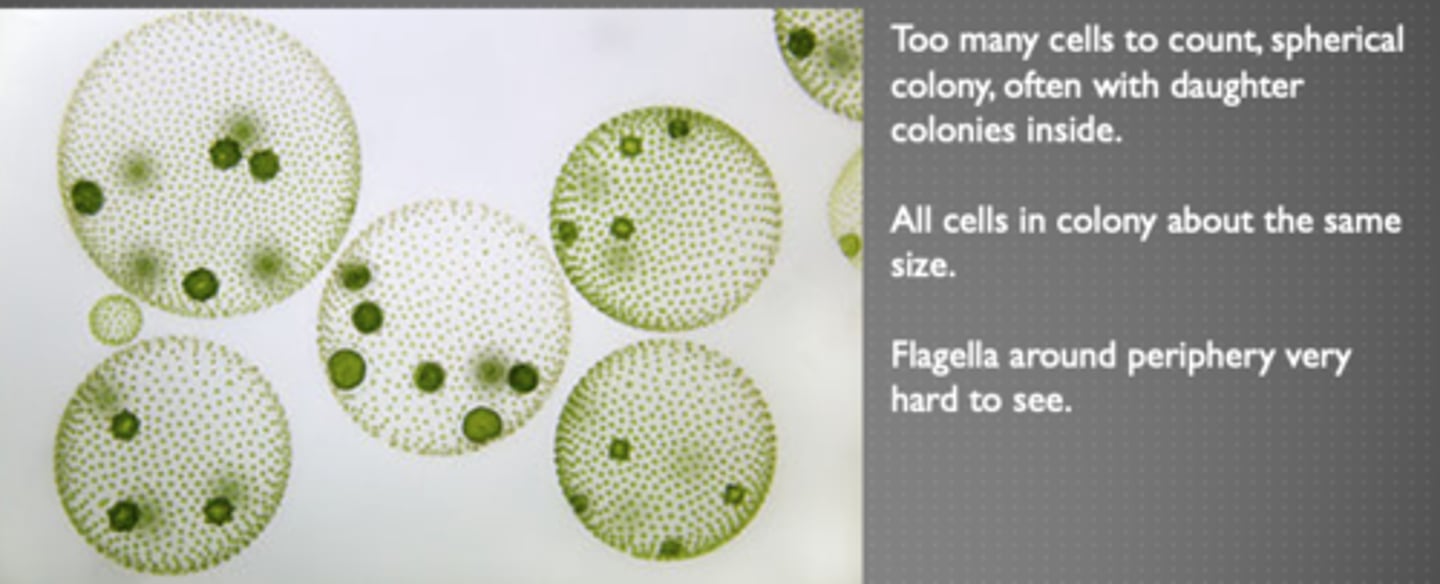 <p>Phytoplankton</p>