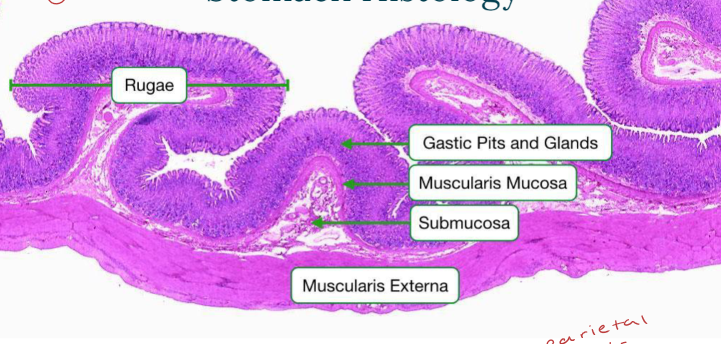 <p>Chief cells (pepsinogen/gastric lipase), mucous cells, parietal cells (HCl), regenerative SC, enteroendocrine cells (G cells, gastrin…)</p>