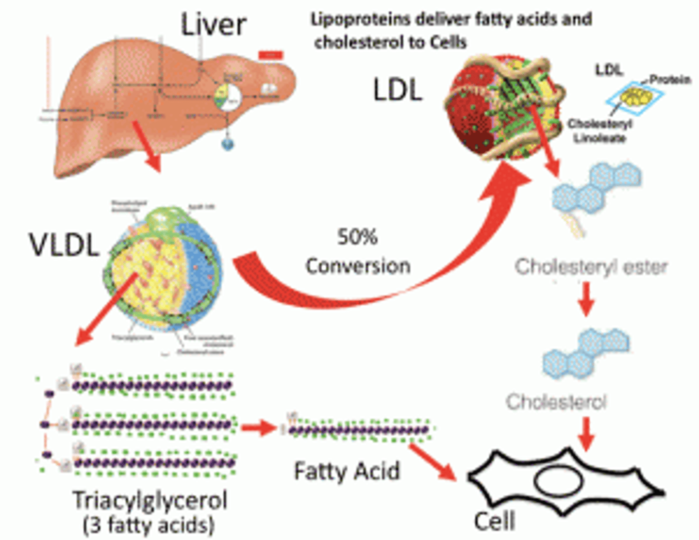 <p>(B) Brain</p><p>The three major target tissues for Insulin are the Liver, Muscle and Adipose Tissue.</p>