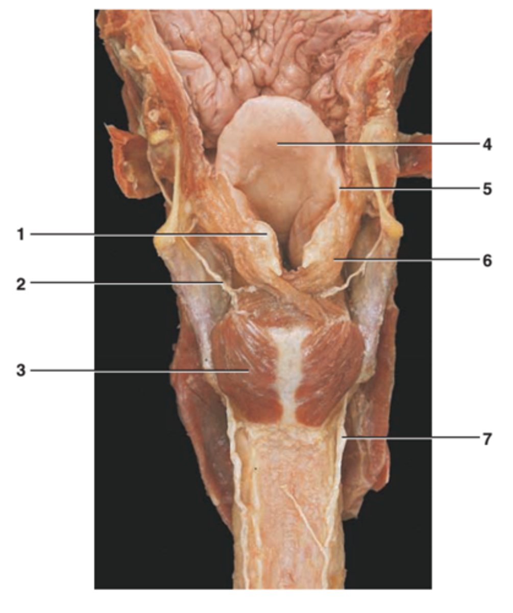<p>Name the Part of the Arytenoid (#6)</p>
