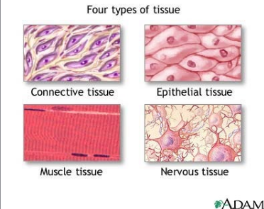 <p>Tissues</p>