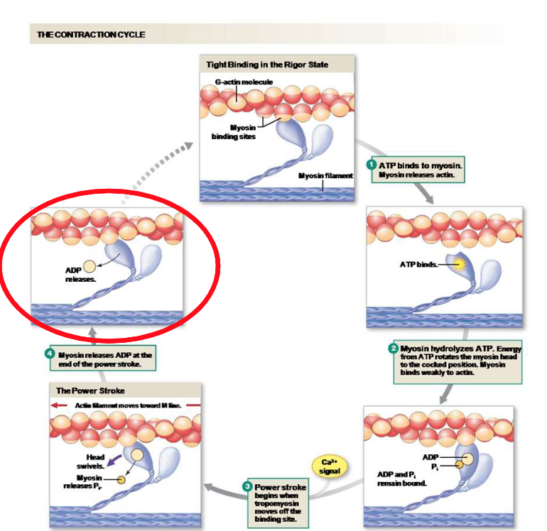 <p>Explain the fourth step of the crossbridge cycle.</p>
