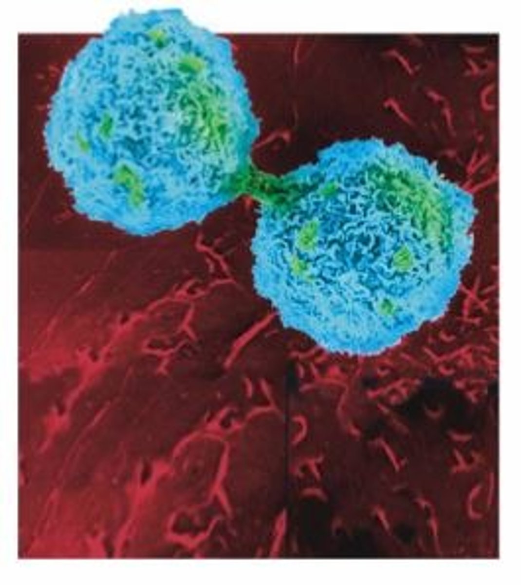 <p>A process that occurs that allows organisms to grow and replace damaged cells as well as to produce offspring; also known as cell division</p>