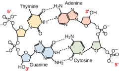 <p>How many hydrogen bonds connect A and T?</p>