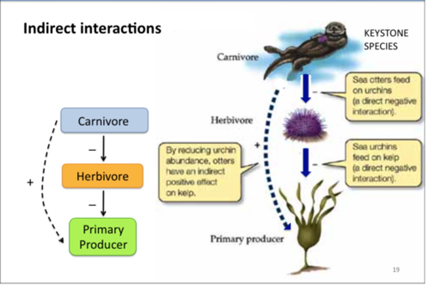 <p>idea that change at one higher trophic level trickles down and impacts species abundance/composition at lower levels (otter/urchin/kelp scenario)</p>