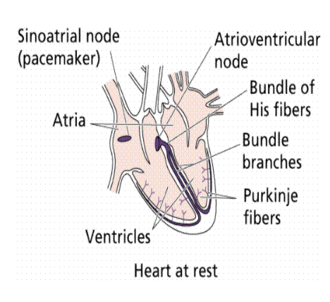 <ul><li><p>Where modified muscle cells contract that send a signal to other muscle cells in the heart to contract</p></li><li><p>The signal then spreads to this node</p></li><li><p>Signals carried are slightly delayed, through bundle of<strong> His fibers </strong>and <strong>Purkinjie fibers</strong> cause the ventricles to contract (almost) simultaneously</p></li></ul>