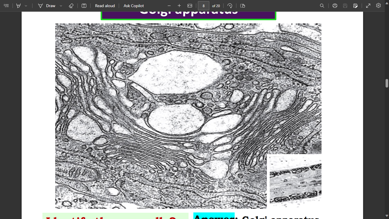 <p>identify </p><p>mention its function</p>