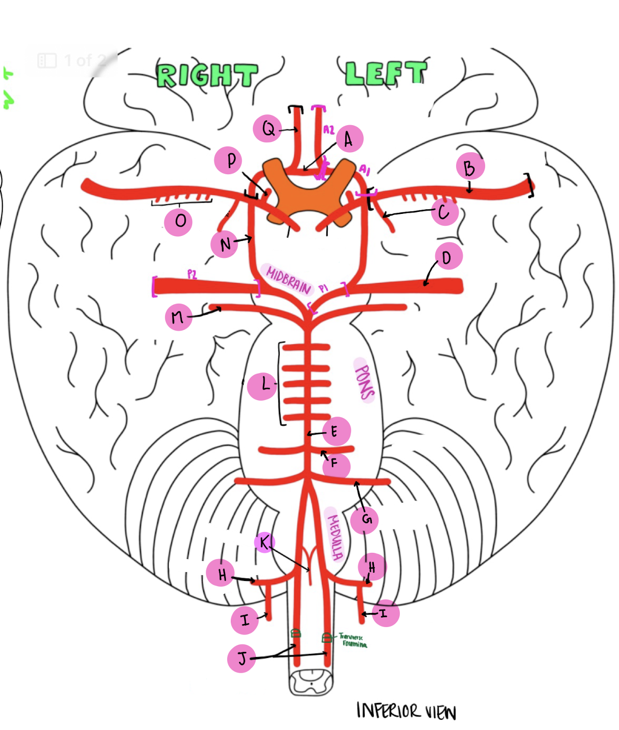 <p>What artery is labeled Q?</p>