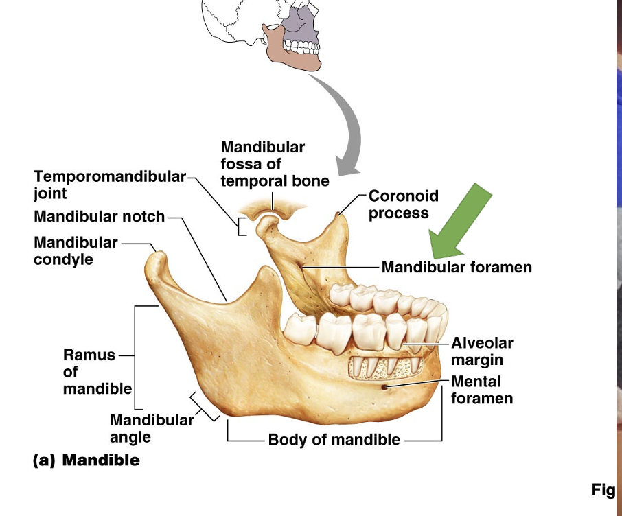 <p>Mental foramen</p>
