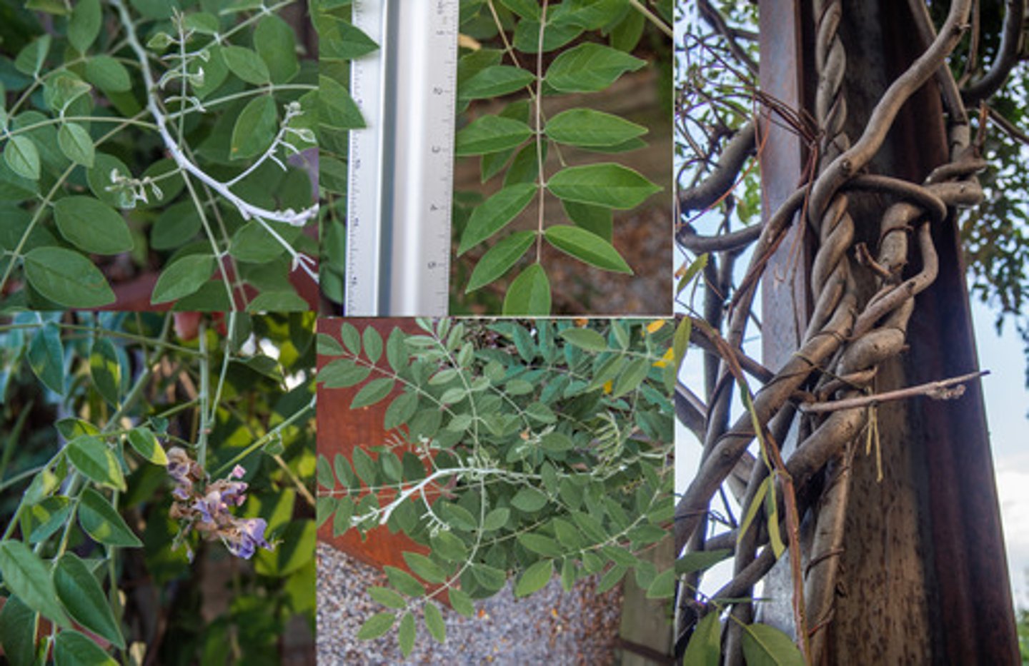 <p>-Vine<br>-Curled leaves</p>