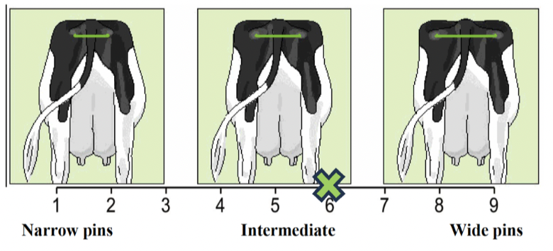 <p>Rump width</p>