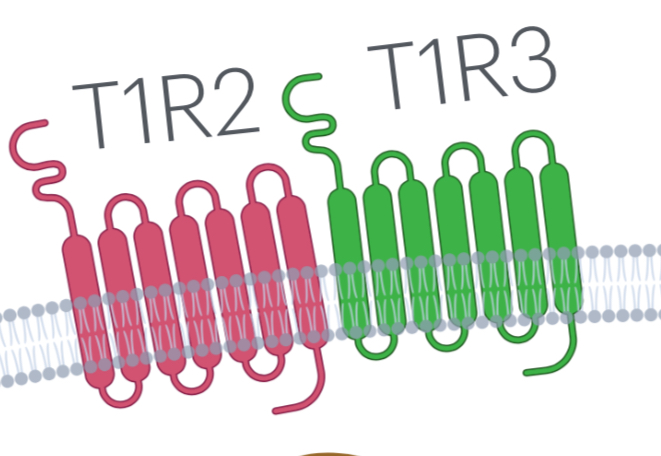 <p>Sweet taste receptors</p>