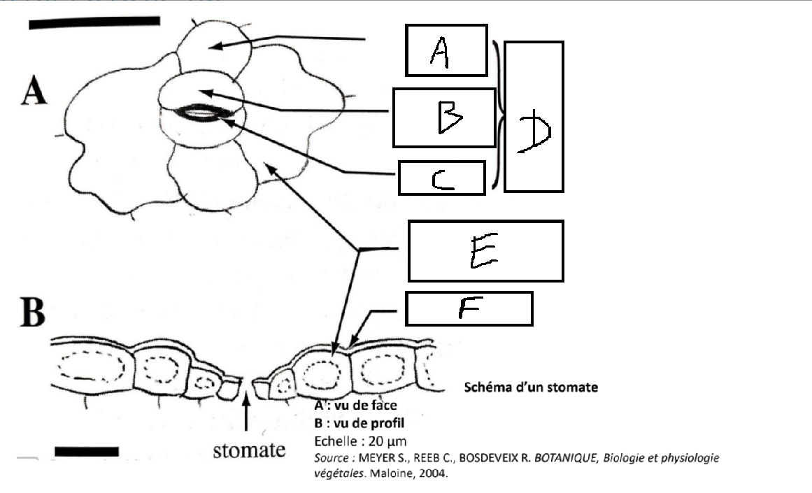 <p>C ?</p>