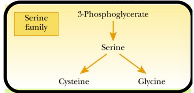 <p>What is serine synthesized from? </p>