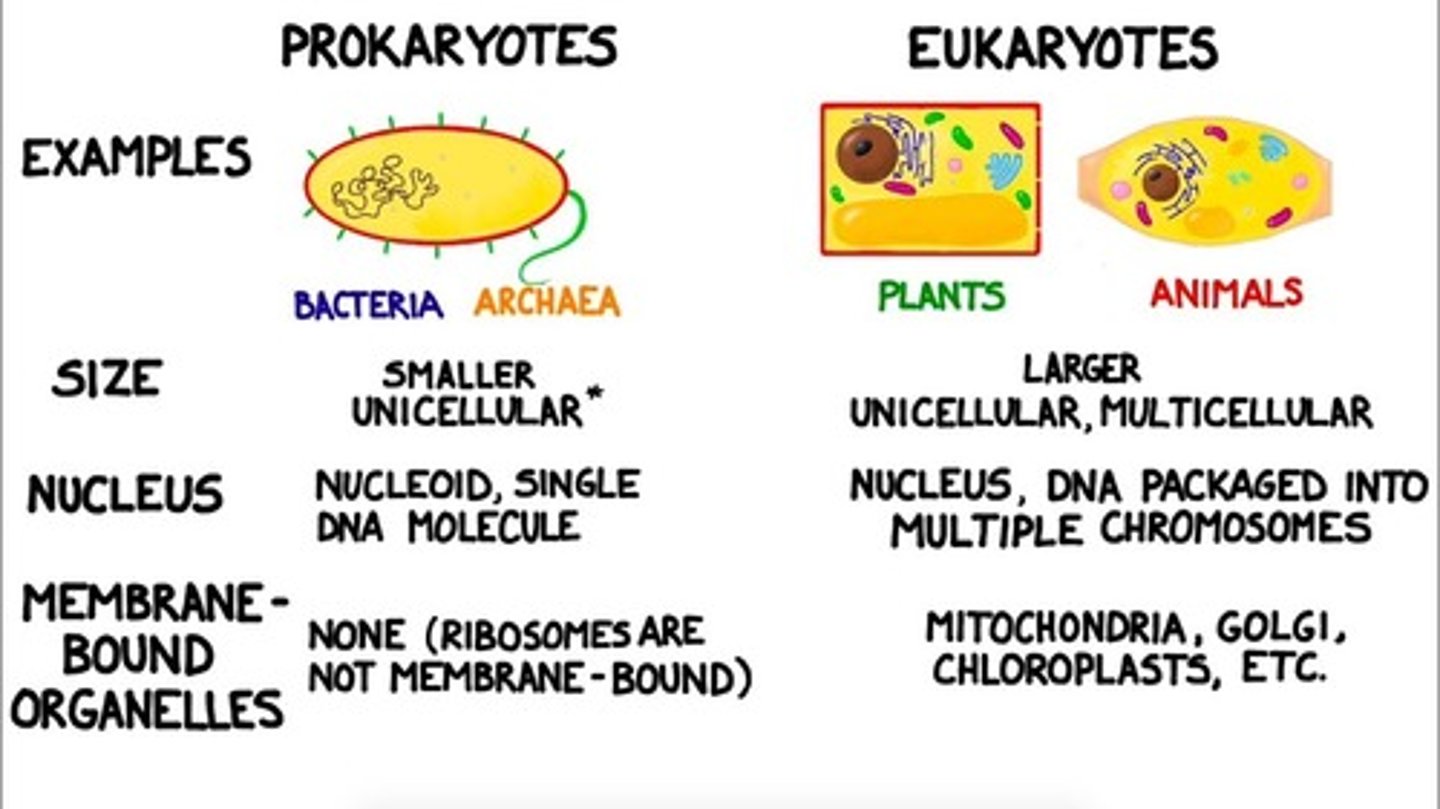 <p>(B) I and III only</p><p>Each of the following are Antibiotic Targets that can discriminate between Bacteria and Eukaryotes:</p><p>I. Ribosomes, because Bacteria have much smaller subunits.</p><p>III. Flagella, because the biochemical makeups of Bacterial and Eukaryotic Flagella are significantly different.</p>