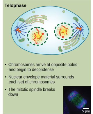 <ul><li><p>Chromosomes arrive at opposite poles and begin to uncoil and relax again (decondense)</p></li></ul><ul><li><p><span>Two new nuclei form</span></p></li><li><p>nuclear envelope material surrounds each set of chromosomes</p></li></ul><ul><li><p>The mitiotic spindle breaks down</p></li></ul><p></p>