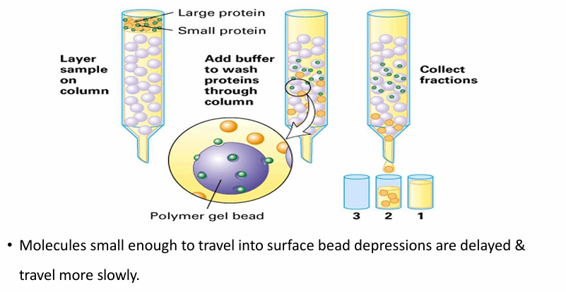 <ul><li><p>Seperates protein by size&nbsp;</p></li><li><p>Beads have small holes in them&nbsp;</p></li><li><p>Small proteins get trapped while larger ones flow past&nbsp;</p><ul><li><p>Fraction 2 will have all the larger proteins</p></li></ul></li><li><p>Removing the beads and washing them/spinning on low speed dislodges small proteins from the beads</p><ul><li><p>Beads can vary in size depending on protein of interest </p></li><li><p>Bead sizes are defined upon threshold size (the largest protein that could fit) </p></li></ul></li></ul><p></p>