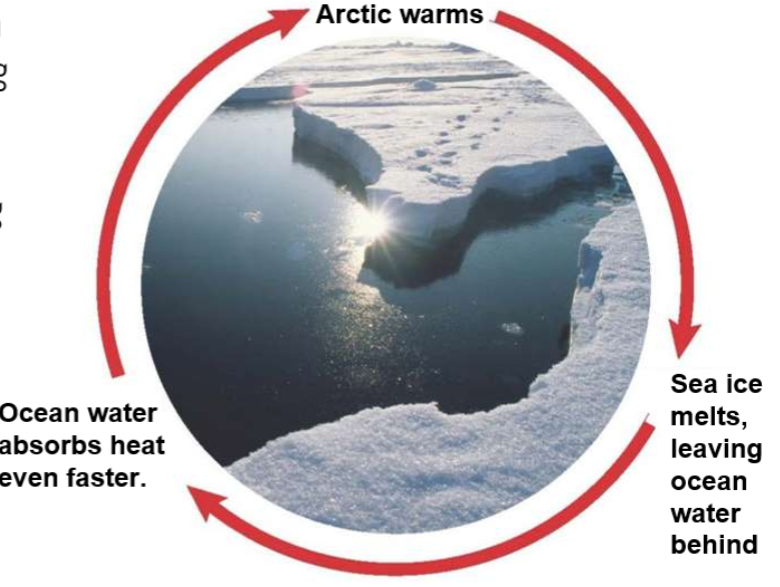 <p>the loss of sea ice is triggering a ____, where warming continues to intensify over time </p>