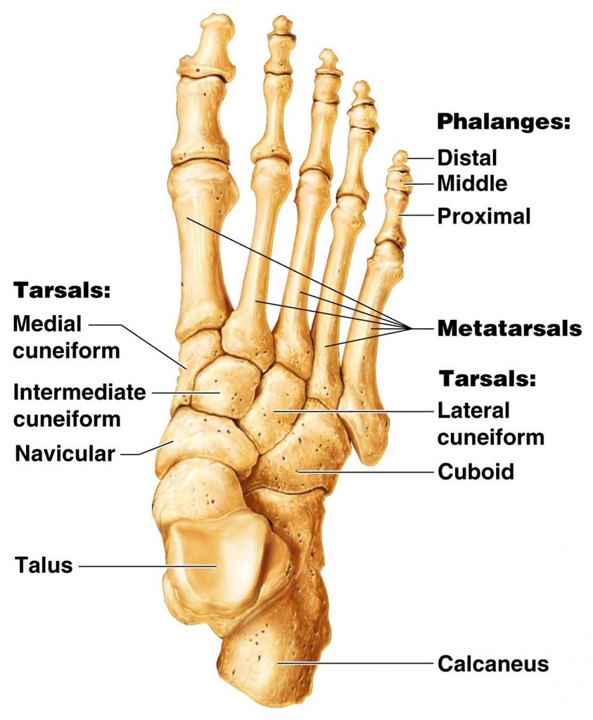 <p>Calcaneus, Talus, Navicular, Cuboid, lateral cuneiform, intermediate cuneiform, medial cuneiform</p>