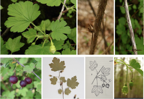 <ul><li><p>Family: <span>Grossulariaceae</span></p></li><li><p>Prickly Gooseberry </p></li></ul><p></p>