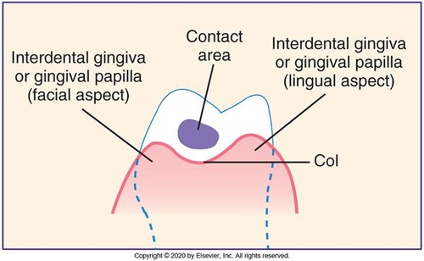 <p>The portion of the gingiva that fills the interdental embrasure between two adjacent teeth.</p>