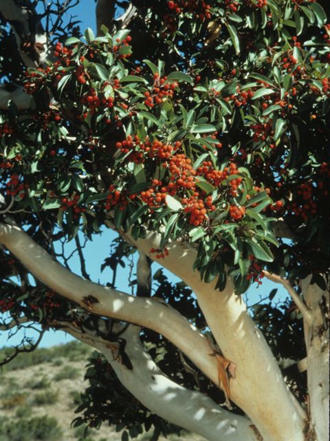 Texas Madrone