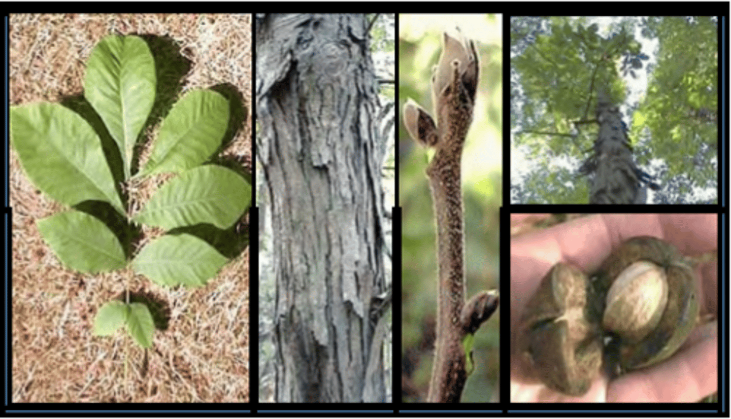 <p>shellbark hickory</p><p>Family: Juglandaceae</p>