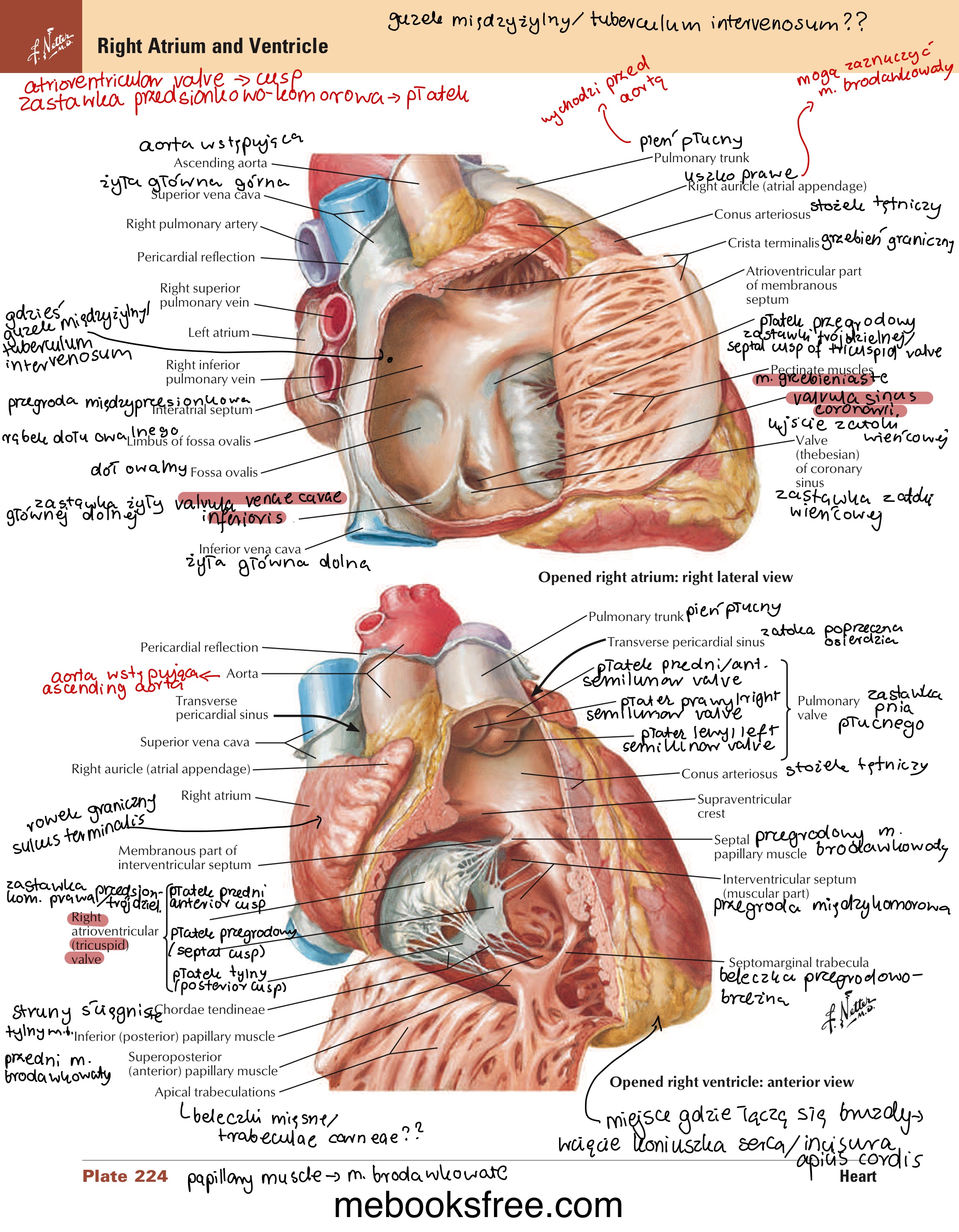 <ul><li><p>warstwa wew: włókna podłużne </p><ul><li><p>w obrębie uszek wytwarza mięśnie grzebieniaste / pectinate muscles</p></li></ul></li><li><p>warstwa zew: włókna okrężne </p><ul><li><p>wspólna dla obu przedsionków</p></li></ul></li></ul>