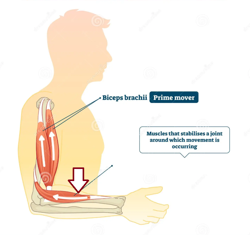 <p>a muscle whose contraction helps the prime mover in an action. Can also be a fixator that stabilizes a muscles origin.</p>
