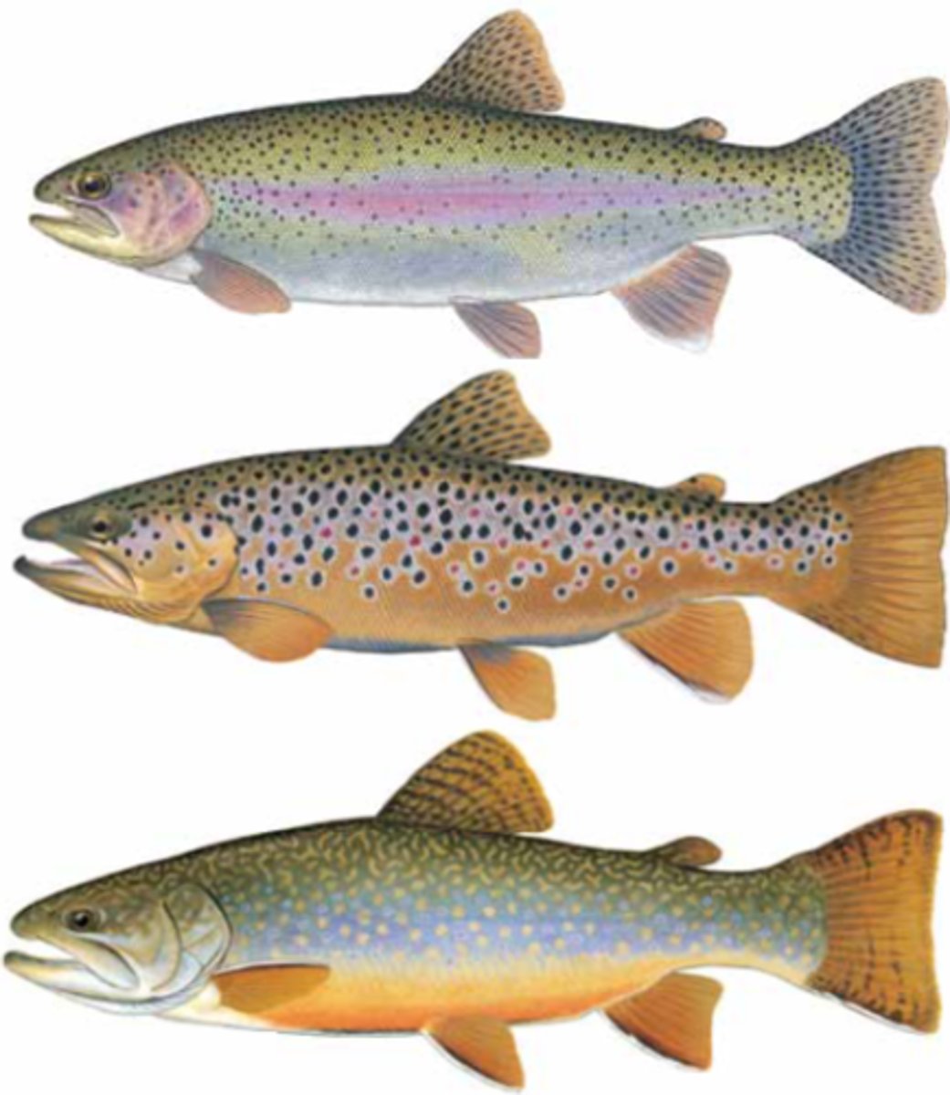 <p>Rainbow Trout</p><p>Brown Trout</p><p>Brook Trout</p>
