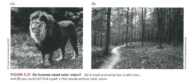 <p>→ zicht werkt prima zonder kleur</p><p>→ vermogen om kleur te gebruiken: meerdere keren op verschillende manieren ontwikkeld in dierenrijk</p><ol><li><p>basisprincipes van kleurwaarneming</p></li><li><p>kleurdetectie</p></li><li><p>kleurdiscriminatie</p></li><li><p>kleurwaarneming</p></li><li><p>individuele verschillen in kleurperceptie</p></li><li><p>van de kleur van licht naar een wereld van kleur</p></li><li><p>waar is kleurenzicht goed voor?</p></li></ol><p></p>