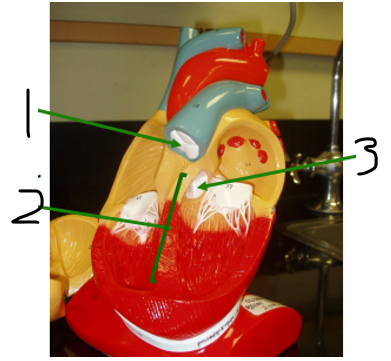 <p><span><span>Name structure 2</span></span></p>
