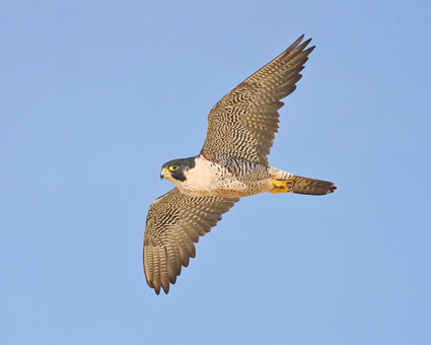 <p>falcons, parrots, seriemas</p>