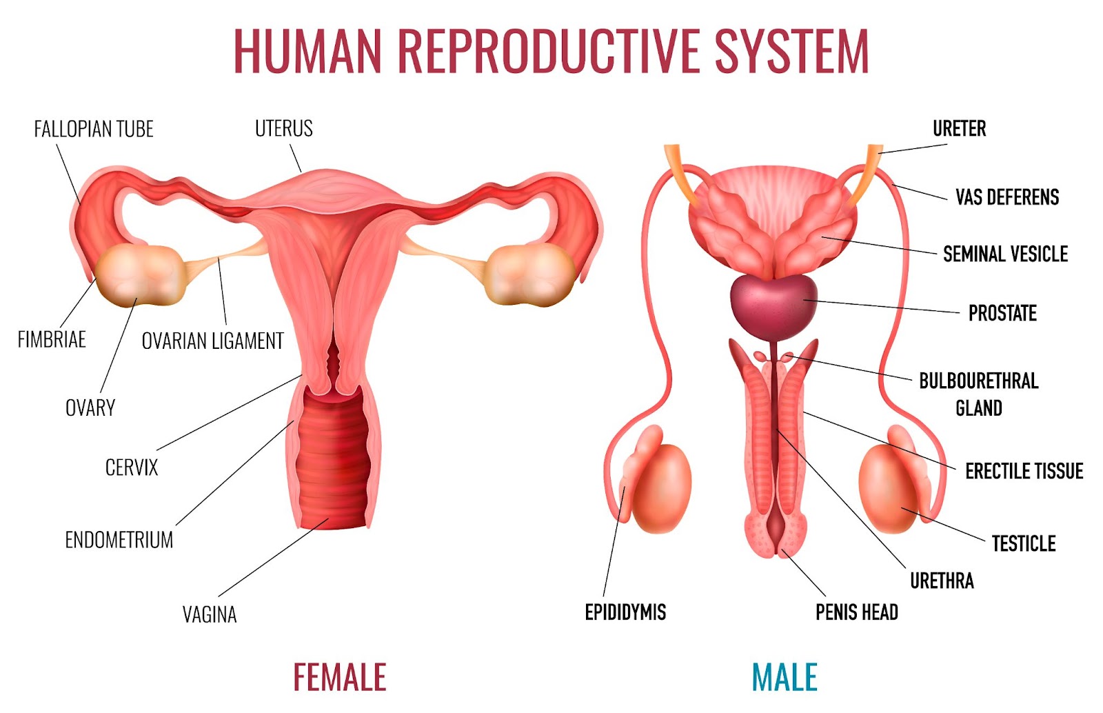 <p>Testes and ovaries.</p>