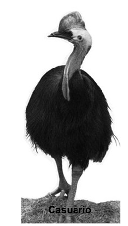 <p>Orden Casuariformes</p>