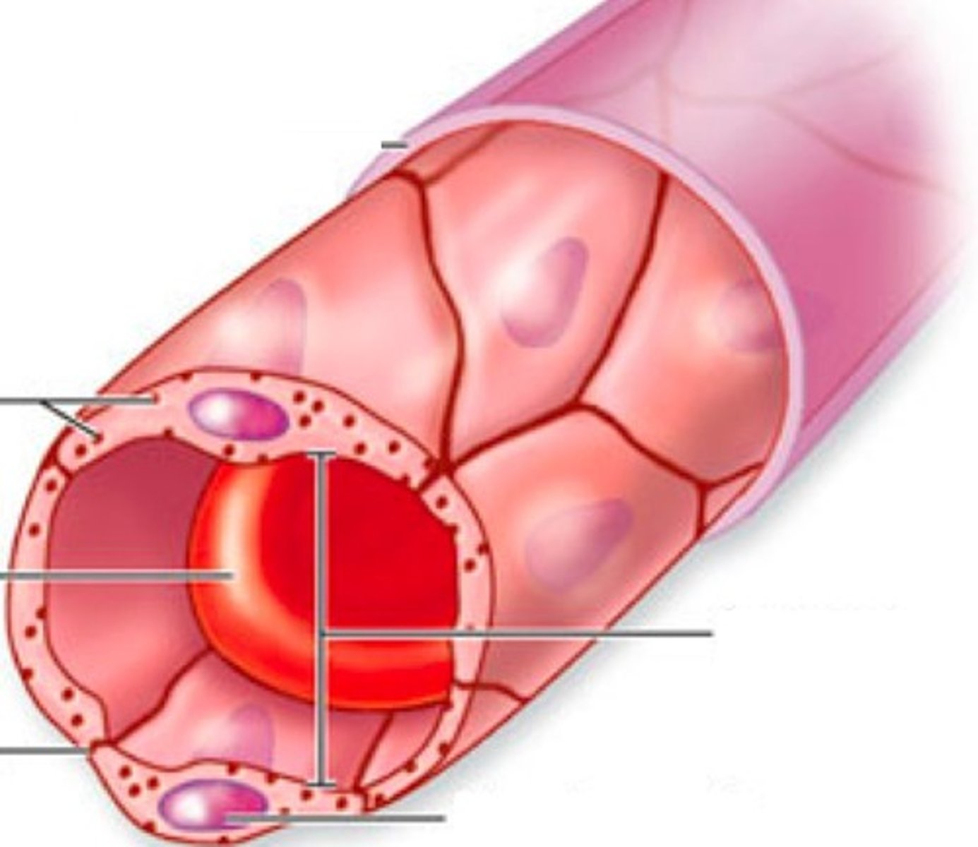 <p>capillaries with cells joined together by tight junctions forming continuous lining; small intercellular clefts allow passage of smaller molecule through vessel wall; most common type of capillary</p>