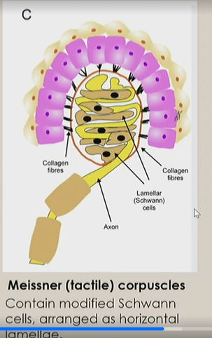 <ul><li><p>fibroblasts</p></li><li><p>collagen fibers</p></li><li><p>ground substance</p></li><li><p>glial receptors</p></li></ul><p></p>