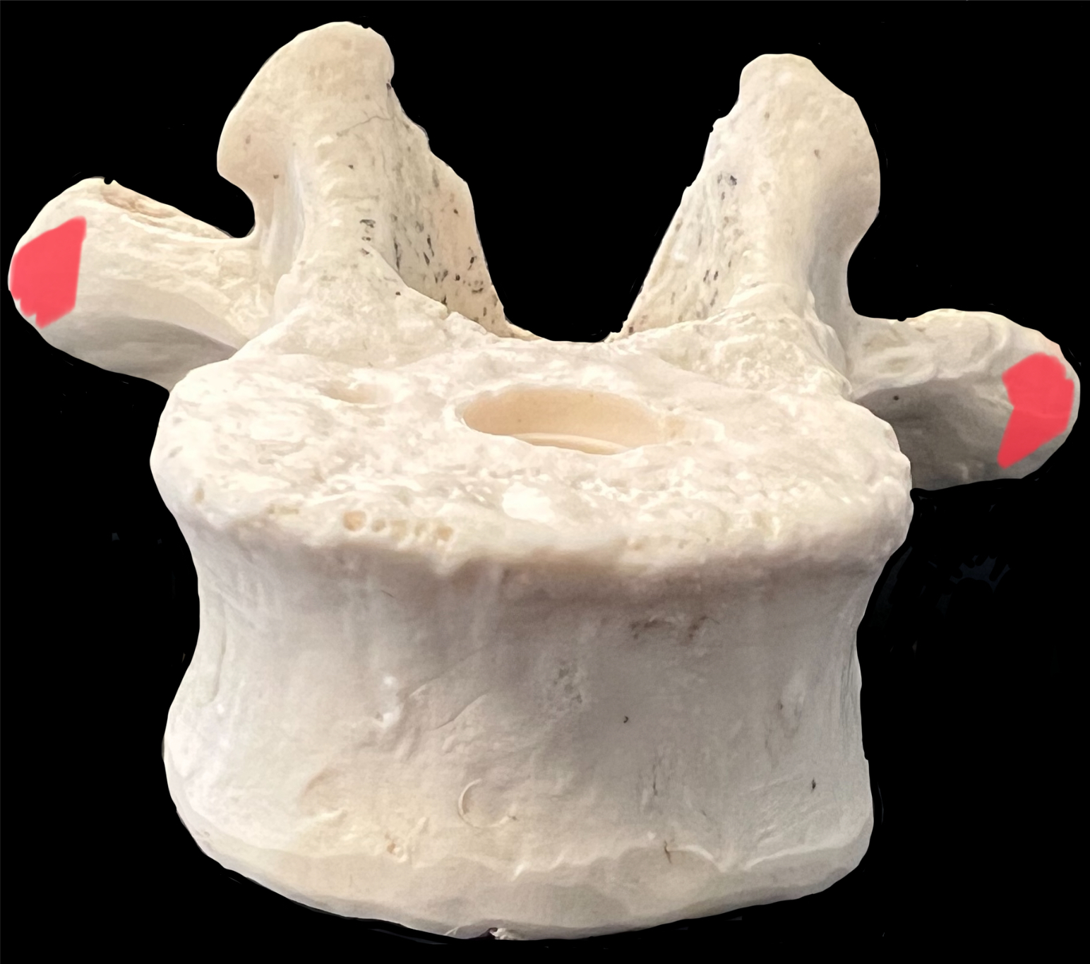 What is highlighted in red?