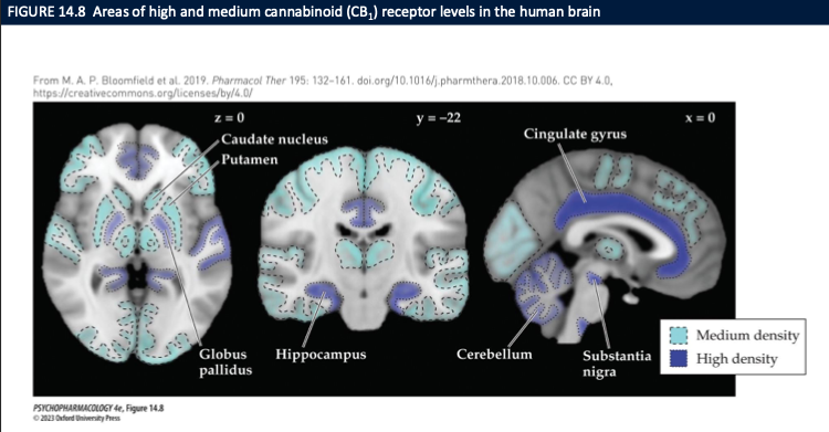 <ul><li><p><strong>High/medium CB1 density:</strong></p><ul><li><p><strong>Basal ganglia:</strong> <strong>caudate/putamen, globus pallidus, substantia nigra</strong> → <strong>motor effects</strong> (slowed movement, altered initiation).</p></li><li><p><strong>Hippocampus</strong> → <strong>memory/learning deficits</strong> (short-term memory).</p></li><li><p><strong>Cerebellum</strong> → <strong>coordination/ataxia</strong>.</p></li><li><p><strong>Cingulate cortex</strong> → <strong>attention/affect</strong> modulation.</p></li></ul></li><li><p><strong>Implication:</strong> Cannabis alters <strong>movement, memory, coordination, and emotion</strong> via dense <strong>CB1</strong> expression in these circuits; <strong>CB2</strong> adds <strong>immune/microglial</strong> modulation.</p></li></ul><p></p>
