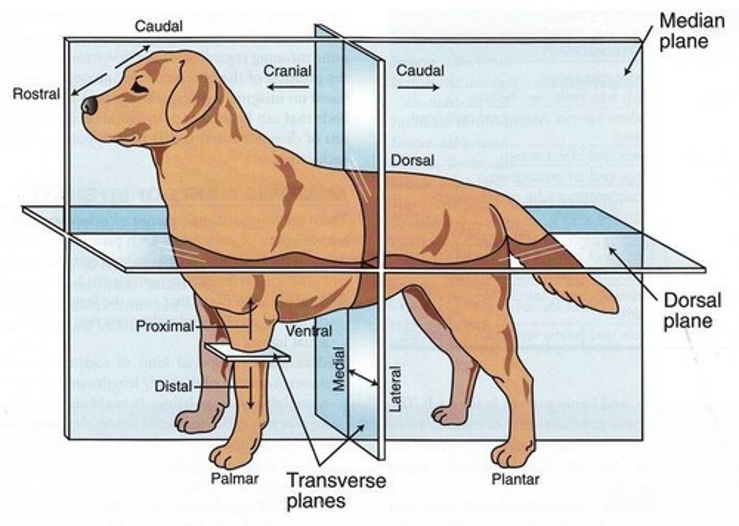 <p>Plane at right angles or perpendicular to the median plane, dividing the body into cranial and caudal parts.</p>